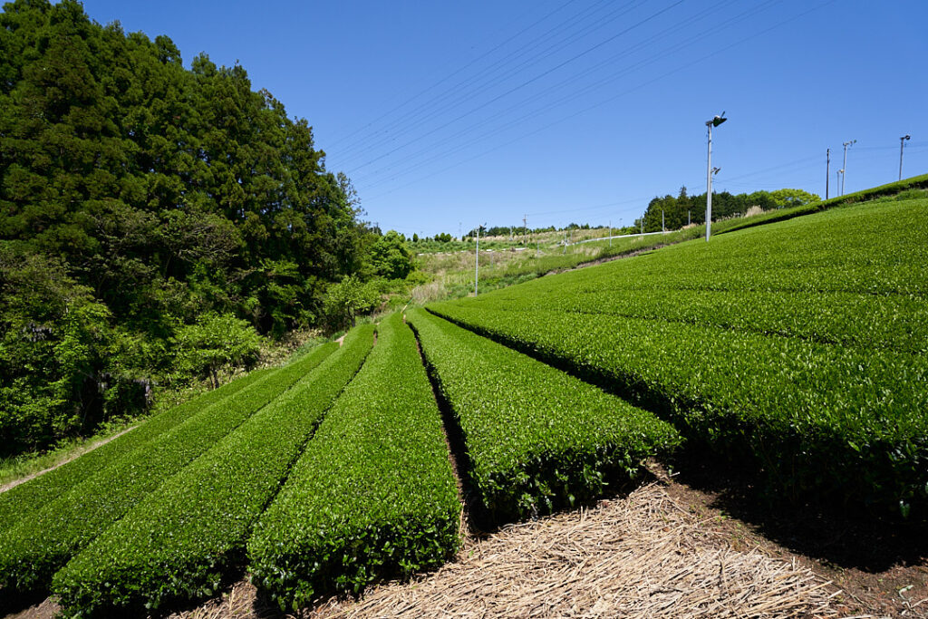 御林茶業組合の山間部にある茶畑