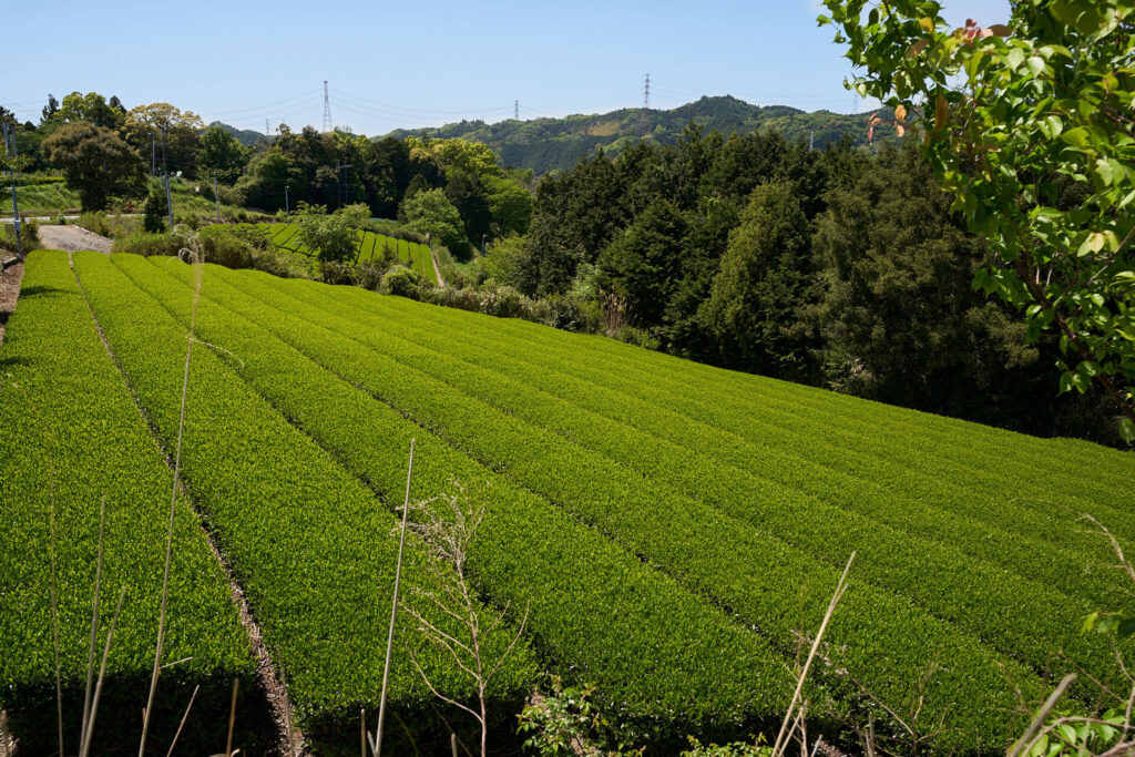 掛川日坂エリアの御林茶業組合の茶畑